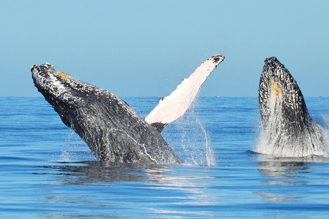 Los Cabos Whale Watching & Snorkel Adventure with Food & Drinks - Who will get the most from this Cabo outing