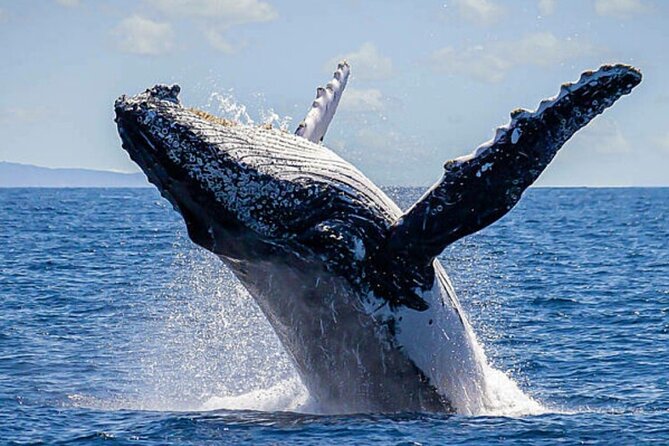 Los Cabos Whale Watching & Snorkel Adventure with Food & Drinks - Booking timing and weather details