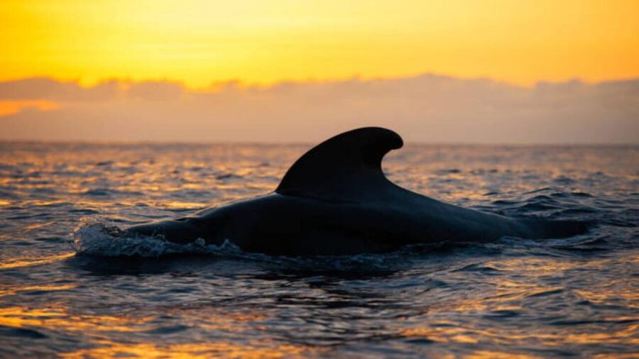 Los Cristianos: Eco Yacht Whale Watching Tour at Sunset - What the eco-yacht design means on the water