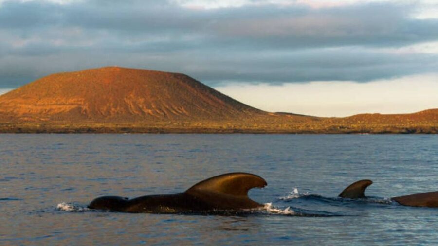 Los Cristianos: Eco Yacht Whale Watching Tour at Sunset - Twenty minutes of searching for dolphins and whales