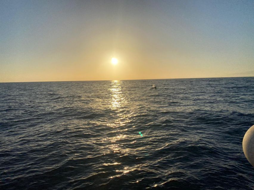 Los Cristianos: Eco Yacht Whale Watching Tour at Sunset - The possible swim stop