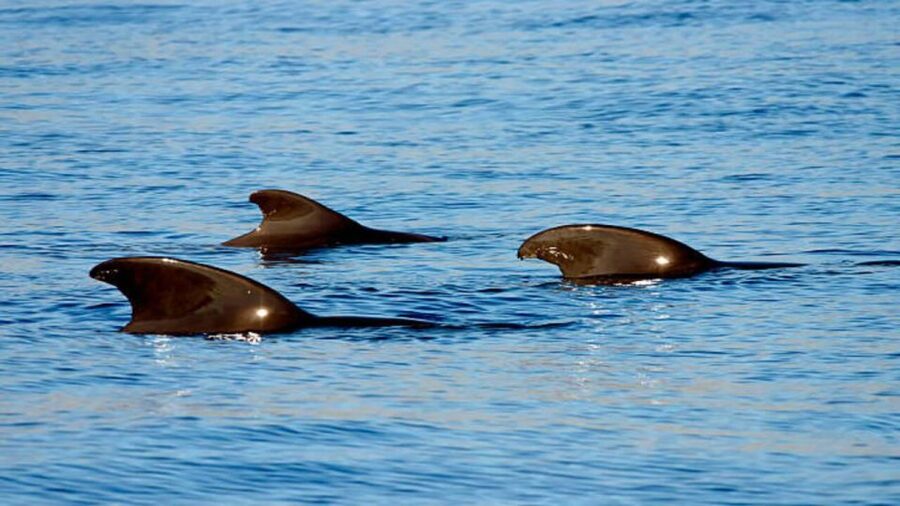 Los Cristianos: Eco Yacht Whale Watching Tour at Sunset - The ride back with Teide in view