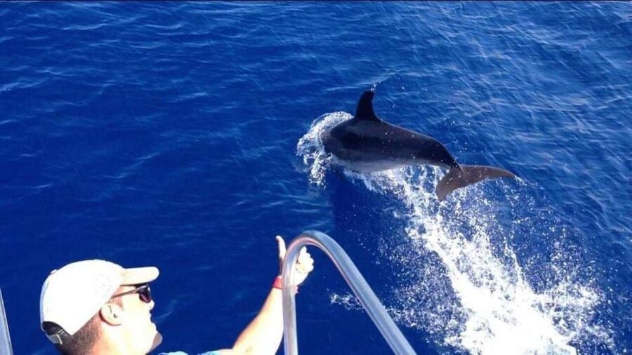 Los Cristianos: Eco Yacht Whale Watching Tour at Sunset - Is $17 a good price?