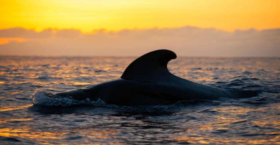 Los Cristianos: Eco Yacht Whale Watching Tour at Sunset - Meeting the Travelin Lady at Los Cristianos
