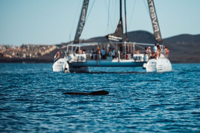 Luxury Catamaran Cruise with Brunch and Unlimited Drinks - Standard seating or the VIP upgrade?