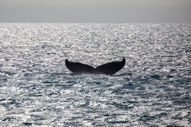 Luxury Catamaran Whale Watch - Hearing whale songs through the hydrophone