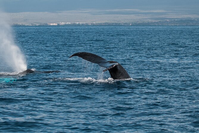 Luxury Catamaran Whale Watch - What the crew adds to the outing