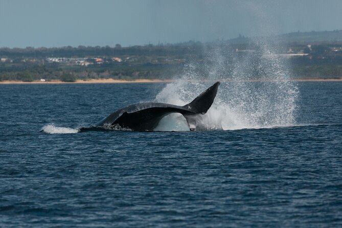 Luxury Catamaran Whale Watch - How the price compares with the experience