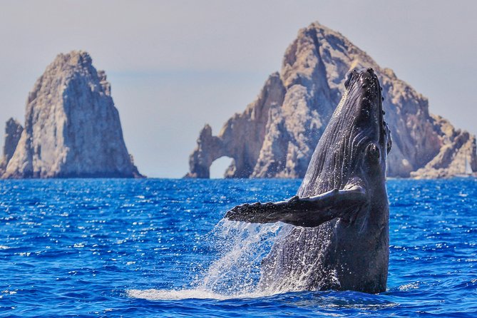 Luxury Catamaran Whale Watching Cabo San Lucas - What the Cabo whale-watching morning feels like