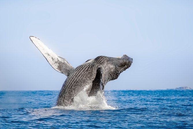 Luxury Catamaran Whale Watching Cabo San Lucas - Snacks, lunch, and an open bar on the water