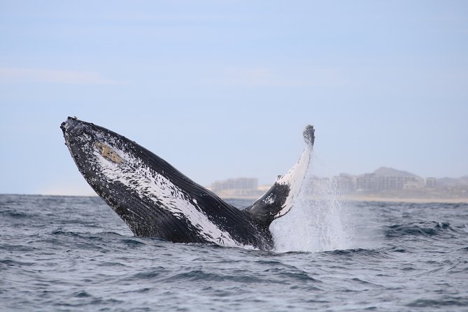 Luxury Catamaran Whale Watching Cabo San Lucas - The crew makes the difference