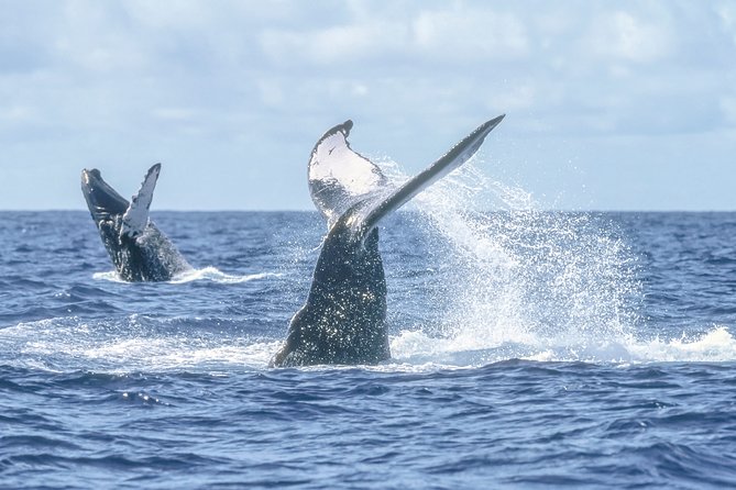 Luxury Catamaran Whale Watching Cabo San Lucas - Pickup from San Jose del Cabo and other Los Cabos hotels