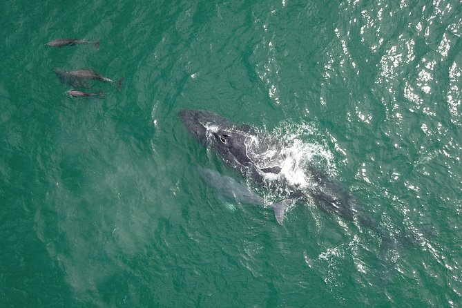 Luxury Catamaran Whale Watching Cabo San Lucas - How much wildlife can you expect?