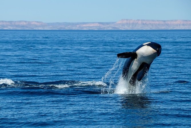 Luxury Catamaran Whale Watching Cabo San Lucas - Who should book this catamaran cruise?