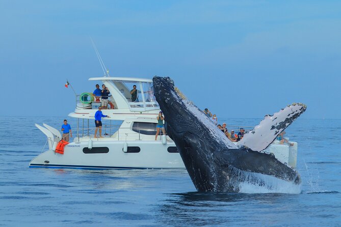 Luxury Catamaran Whale Watching Cabo San Lucas - A catamaran built for comfort, not just speed