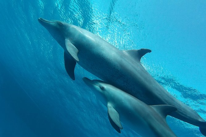 Luxury Cruise inc. Snorkeling/Massage/Island/water sport & Lunch - A full Red Sea day for $54