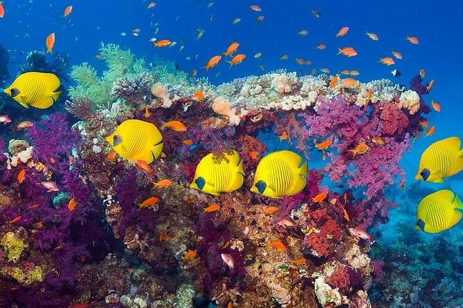 Luxury Cruise to Orange Bay and paradise island Trip-Hurghada - Orange Bay: sand, swimming, and photos