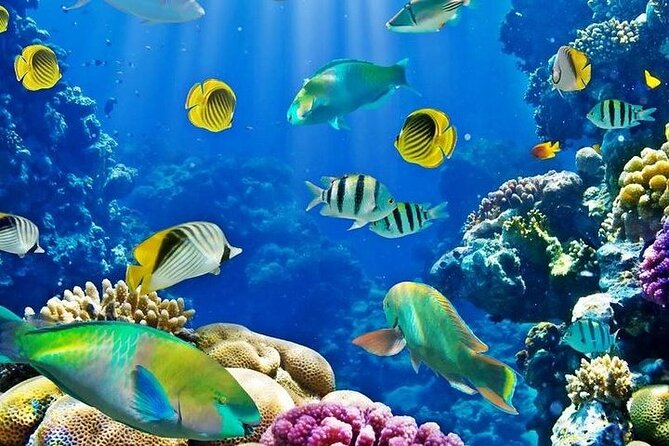 Luxury Cruise to Orange Bay and paradise island Trip-Hurghada - Transfers, timing, and the shared-boat feel
