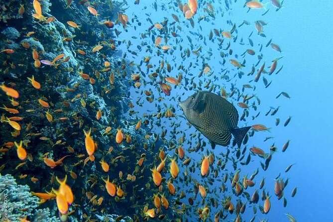 Luxury Cruise to Orange Bay and paradise island Trip-Hurghada - Who will get the most from this day