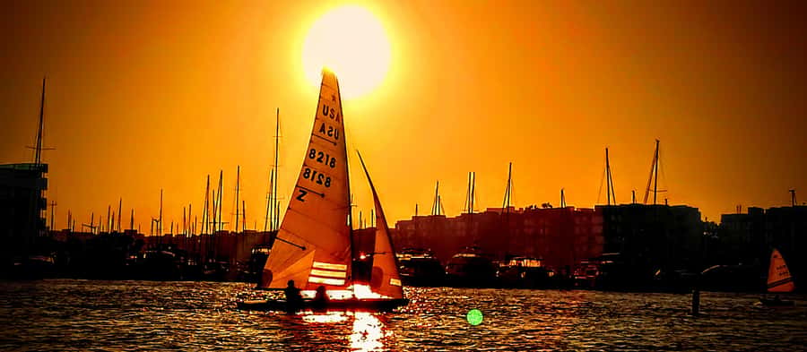 Marina Del Rey Luxury Boat Cruise Wine, Charcuterie Sealions - Sea lions, birds, and harbor wildlife