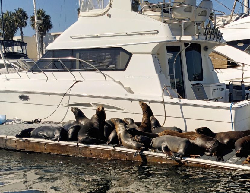 Marina Del Rey Luxury Boat Cruise Wine, Charcuterie Sealions - Food, drinks, and optional upgrades
