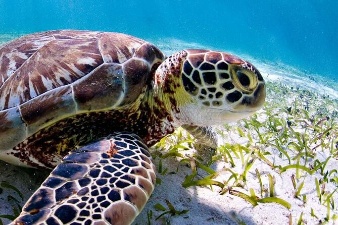 Marine Park - Private Boat charter with LOCAL Captain/ Guide - Key points to know before you book
