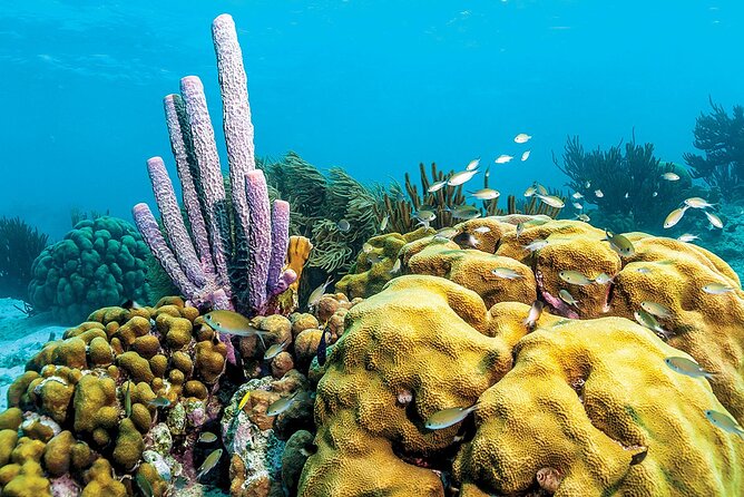 Marine Park - Private Boat charter with LOCAL Captain/ Guide - Who will enjoy this charter most
