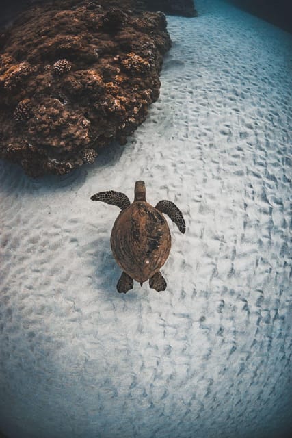 Maui: Luxury Catamaran Turtles & Tacos Snorkel - Key points to know before you book