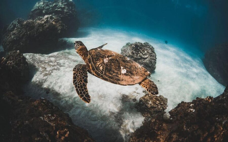 Maui: Luxury Catamaran Turtles & Tacos Snorkel - Who will get the most from this trip