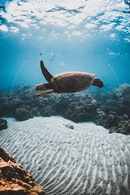 Maui: Luxury Catamaran Turtles & Tacos Snorkel - Booking details that affect your day