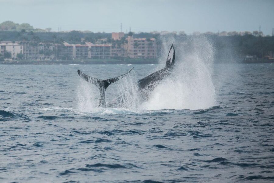 Maui: Luxury Catamaran Whale Watch & Sail - Who will enjoy this whale watch most