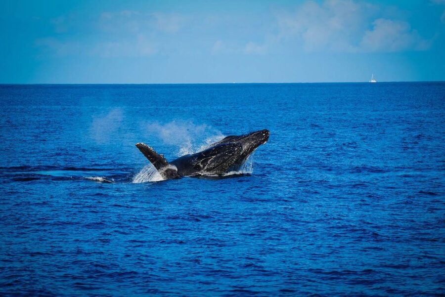 Maui: Luxury Catamaran Whale Watch & Sail - Why Maui whale watching is a seasonal event