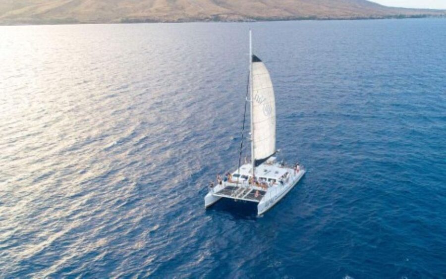 Maui: Luxury Catamaran Whale Watch & Sail - Two hours focused on humpbacks