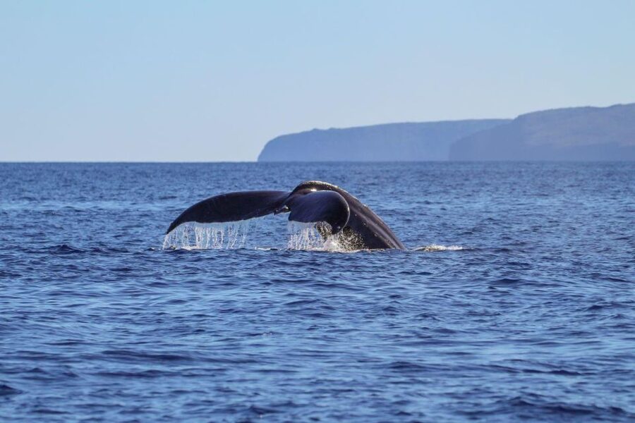 Maui: Luxury Catamaran Whale Watch & Sail - What the marine naturalist adds