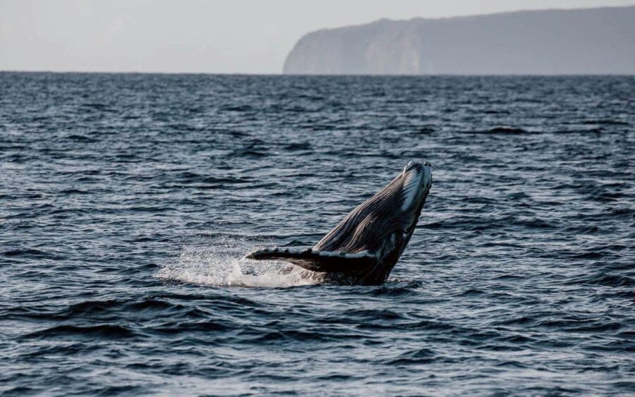 Maui: Luxury Catamaran Whale Watch & Sail - The 65-foot catamaran and viewing choices
