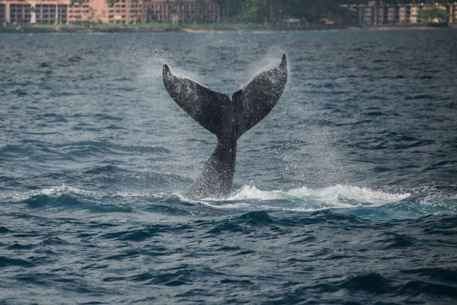 Maui: Luxury Catamaran Whale Watch & Sail - Is $119 a fair price?