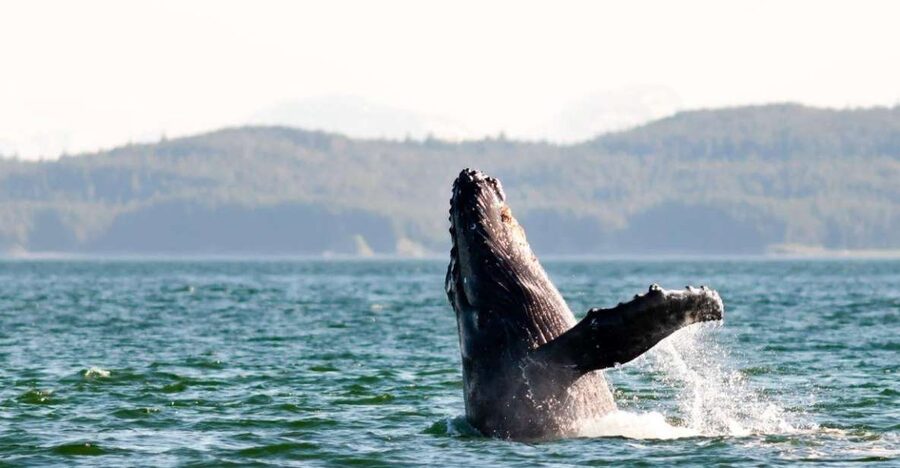 Maui: Luxury Catamaran Whale Watch & Sail - The onboard photographer and photo purchases