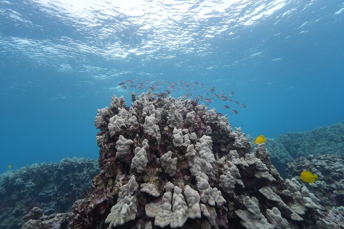 Maui: Molokini and Turtles Luxury Yacht Snorkel - Lunch, open bar, and the value of the fare