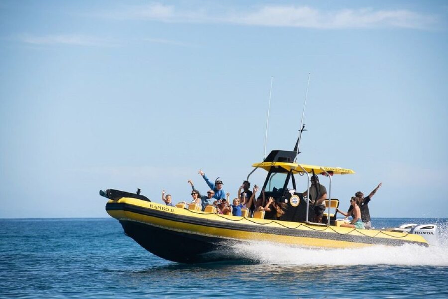 Oahu: North Shore Haleʻiwa: Private Boat Charter - Watching for turtles, dolphins, sharks, and whales