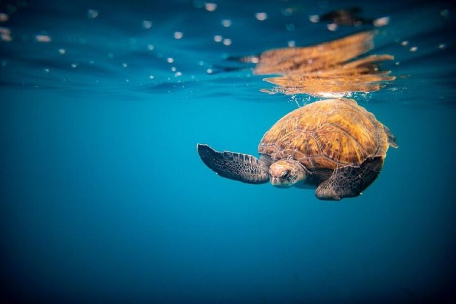 Oahu: North Shore Haleʻiwa: Private Boat Charter - Cruising the North Shore from the water