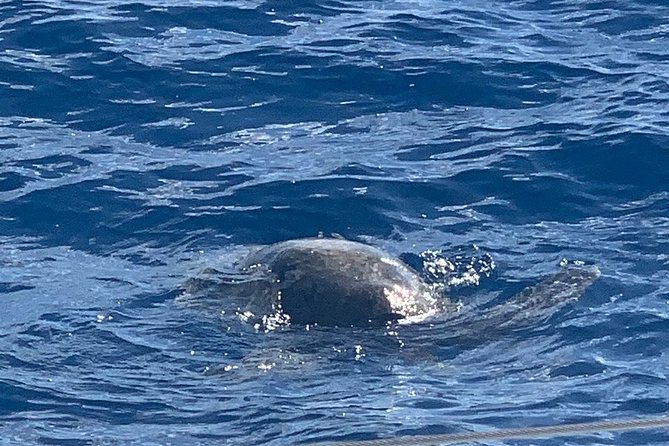 Oahu Small Group Snorkel Tour with Yacht Cruise - Should you book the MANA Cruises yacht tour?