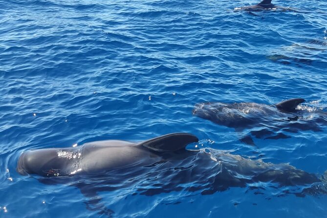 Ocean Pack Tenerife Jet Ski and Yacht Whale Watching - Who will enjoy this most