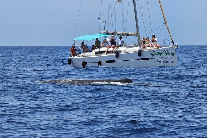 Ocean Pack Tenerife Jet Ski and Yacht Whale Watching - Should you book Ocean Pack Tenerife?