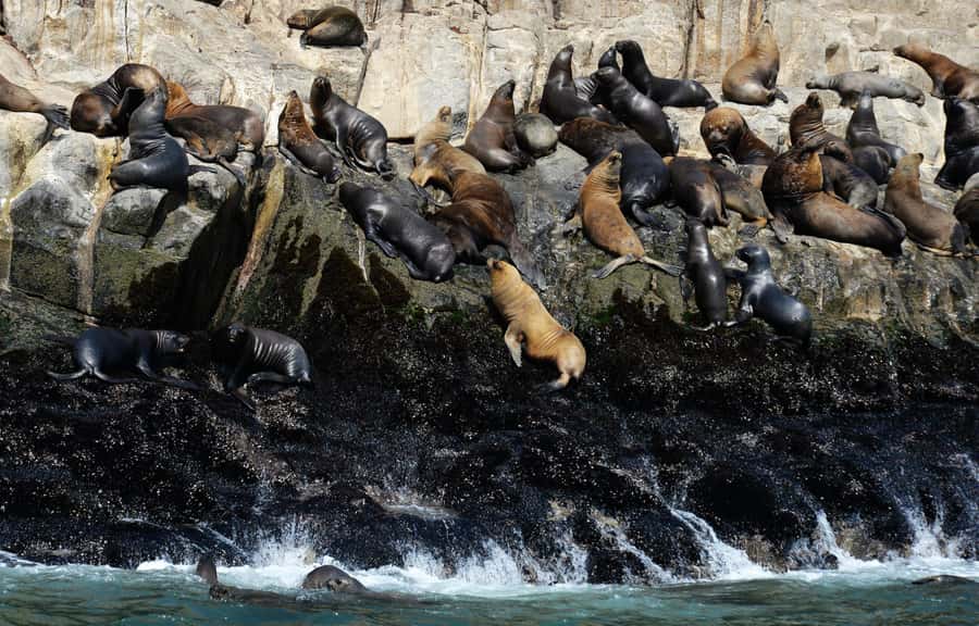 Palomino Islands Yacht Tour and swim alongside the sea lions - Who Will Enjoy This Half-Day Trip