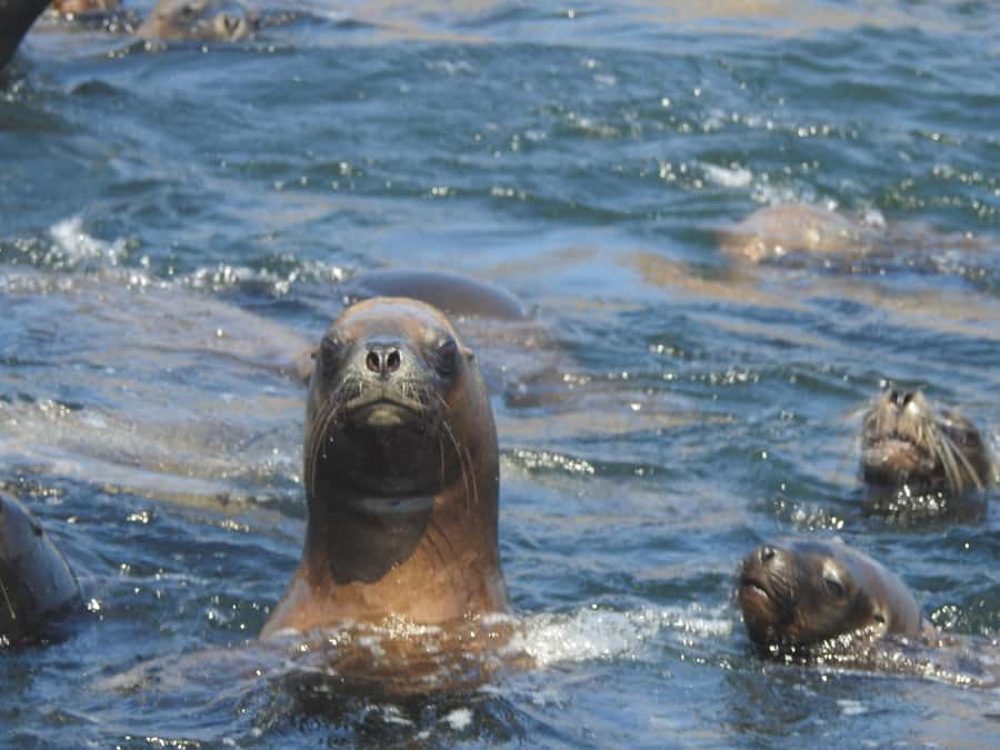 Palomino Islands Yacht Tour and swim alongside the sea lions - A 45-Minute Yacht Ride Across Callao Bay