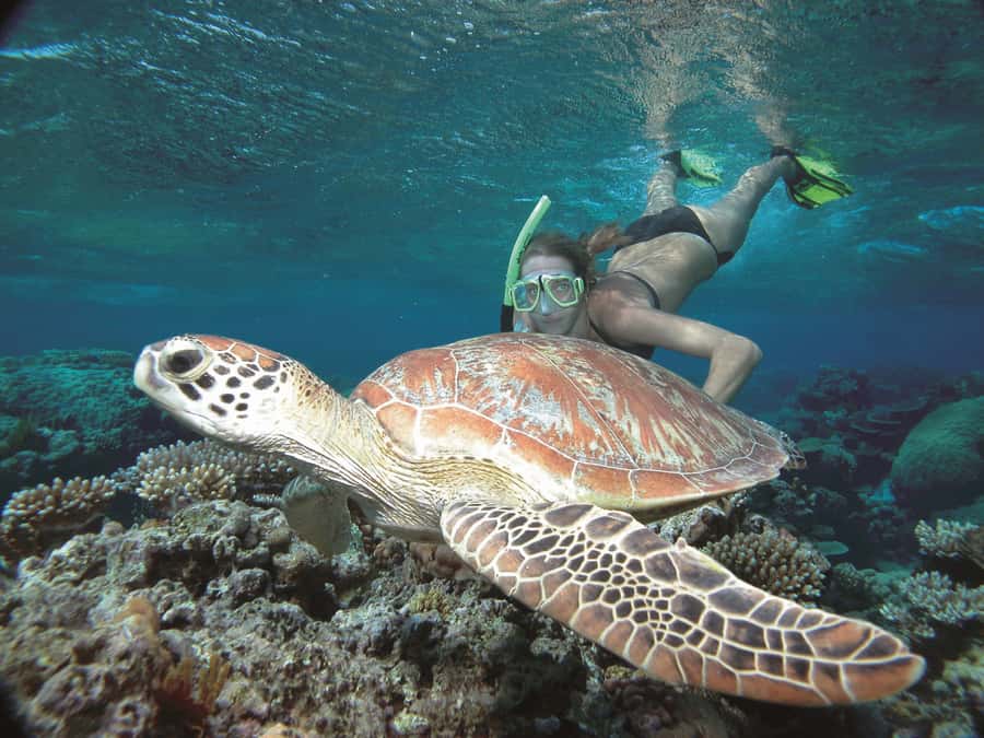 Port Douglas: Reef & Low Isles Cruise on Luxury Catamaran - Lunch, tea, and the comfort factor