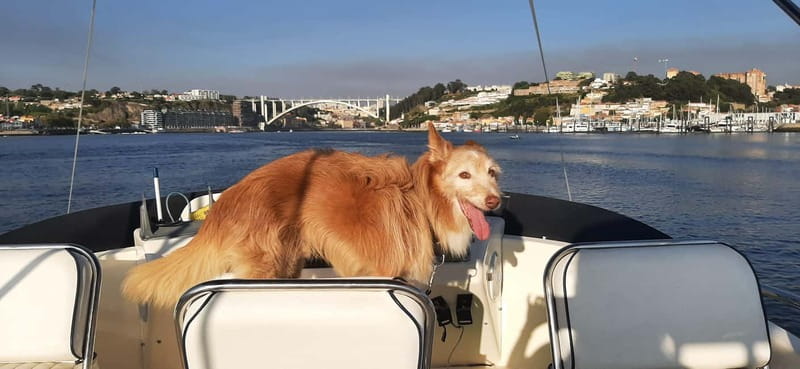 Porto: Private Yacht Tour on Douro River - up to 12 people - What the private format changes