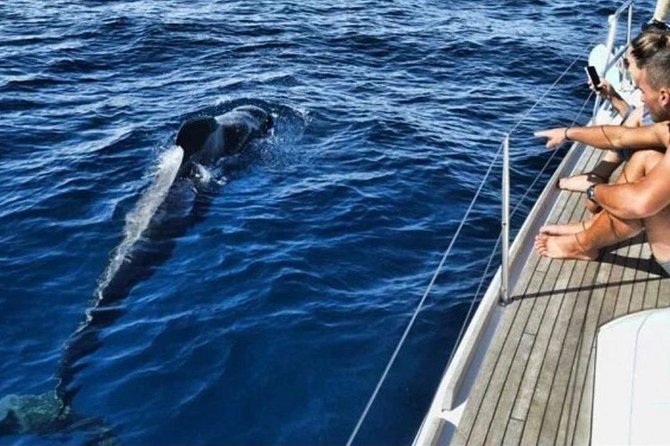 Premium Yacht Private Charter - The Swim and Snorkel Stop