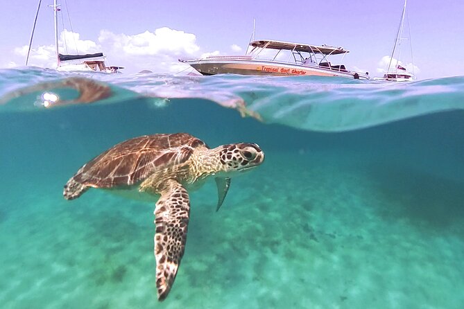 Private Boat Charter Saint Martin & natural reserve - Tintamarre is the day’s strongest nature stop