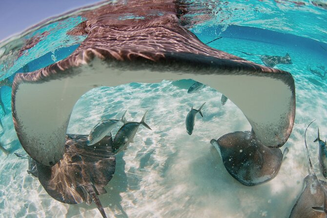 Private Boat Charter Snorkeling Stingray City or Bio Bay - A private Grand Cayman boat day, not a standard group cruise